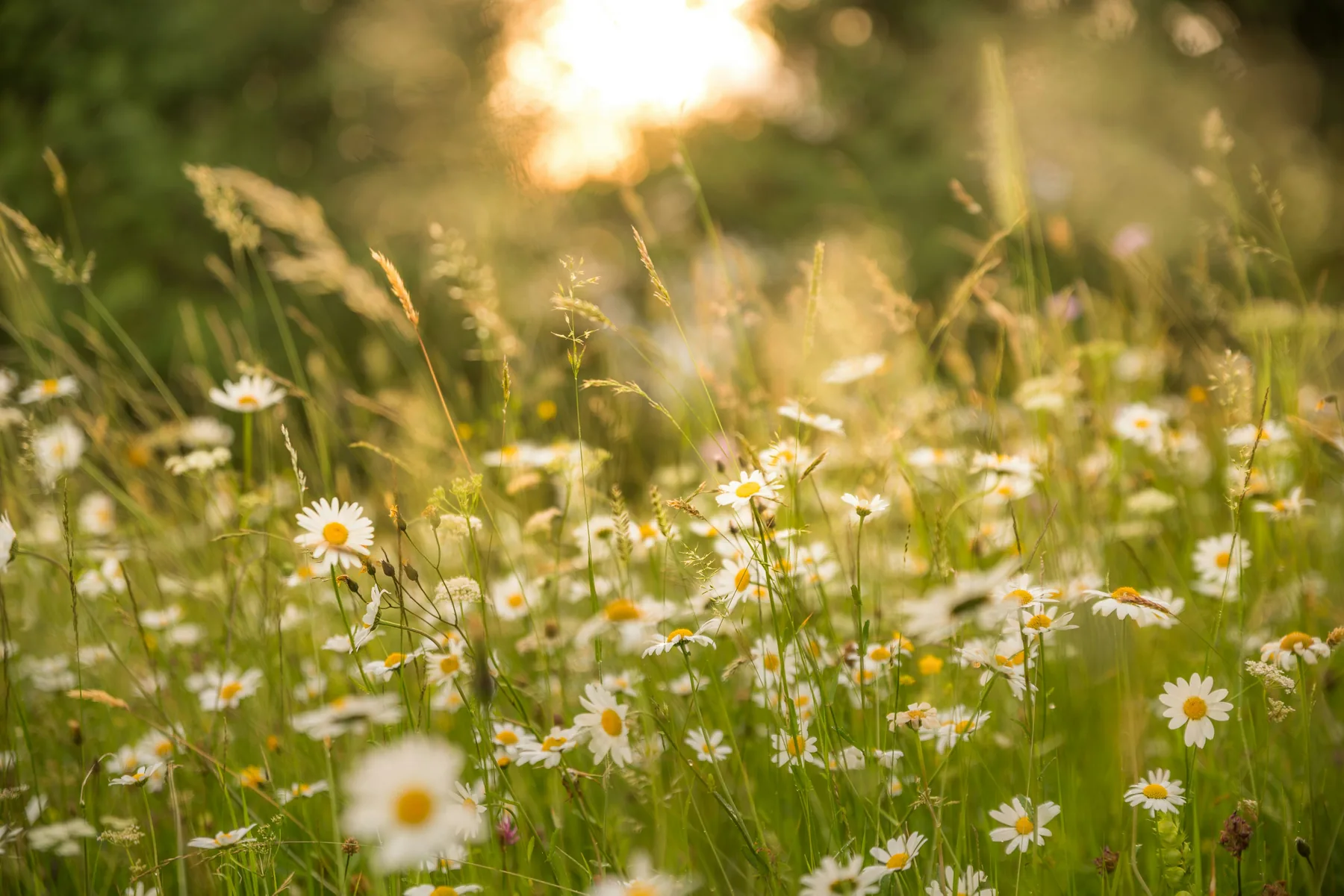 Sommerwiese